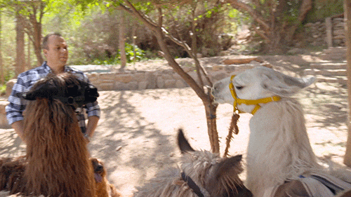 Spitting-lama GIFs - Get the best GIF on GIPHY