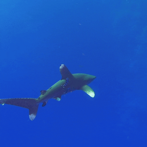 Shark Week GIF
