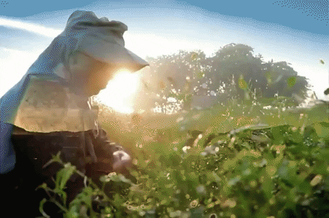 GIF מונפש
