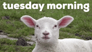 Tuesday Morning GIF by Sealed With A GIF