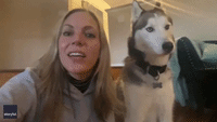 That’s a No From Me, Dog: Husky Is Unimpressed With Owner's Howl