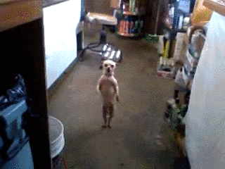 https://media4.giphy.com/media/iNUq5rs9KSrFm/giphy.gif