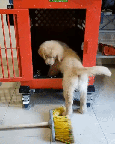 struggling golden retriever GIF by Impact Dog Crates
