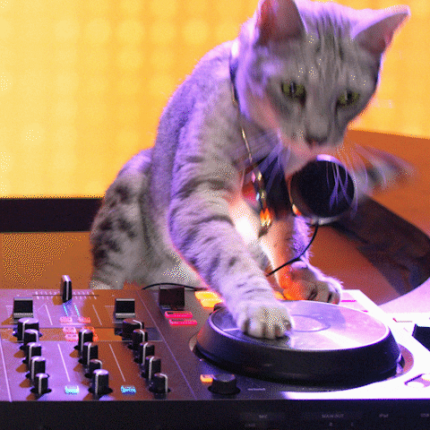 Cat Dj GIF by Meow Mix - Find & Share on GIPHY