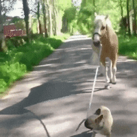 pony animal friendship GIF