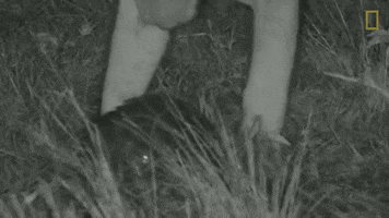 Lion GIF