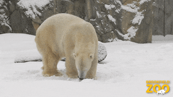 Snow Winter GIF by Brookfield Zoo