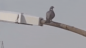 Biden Pigeon Poop Putin Trump GIF