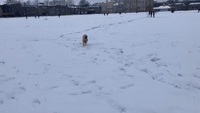 Excited Dog Gets Zoomies During His First 'Proper Snow'