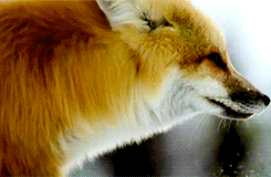 renard-roux-chasseur