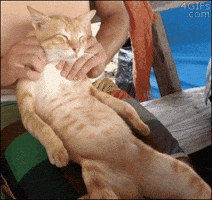 200.gif?cid=f0bdee7021ppe0z3ks5ssmrcka78nx7ioa2midzmhupkm8ht&rid=200.gif&ct=g