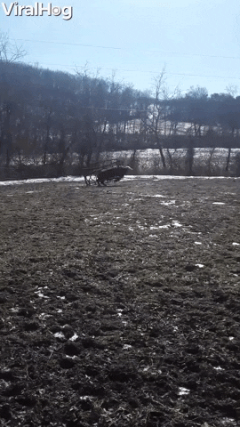 Cow Runs Away With Ring GIF by ViralHog