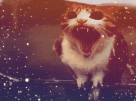 Angry Cat GIF