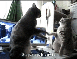 stop GIF by Internet Cat Video Festival
