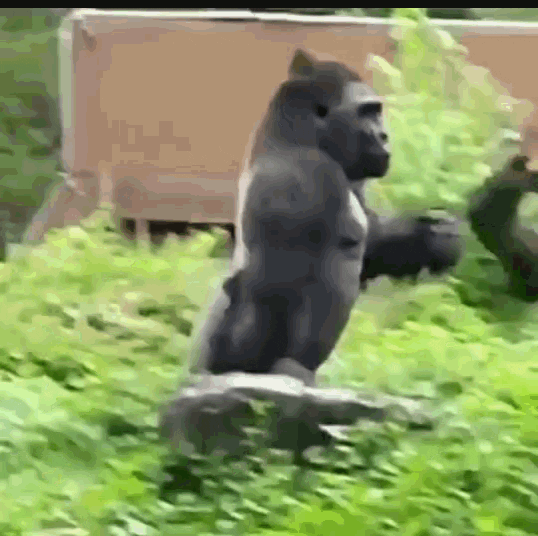 dancing gorilla gif