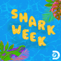 Summer Swimming GIF by Shark Week