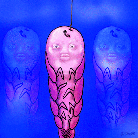 Shrimp GIFs Find & Share on GIPHY