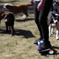 Dogs Running GIF by Animal Planet
