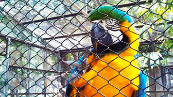 mostafiz bird zoo dhaka macaw GIF