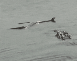 Snake GIF