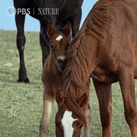 Baby Animals Horse GIF by Nature on PBS