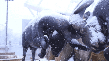 Csurams Proudtobe GIF by Colorado State Rams