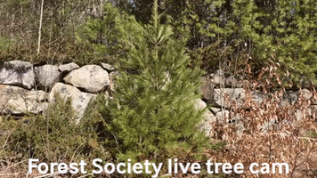 Forestsociety GIF