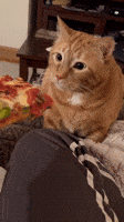 International Cat Day Pizza GIF by Storyful