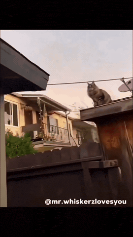 Angry Cat GIF