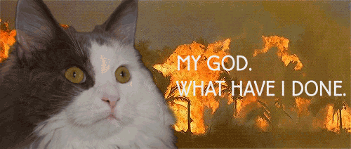Giphy - What Have I Done Cat GIF