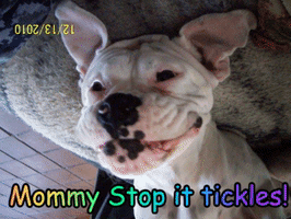 Deaf White Boxer GIF