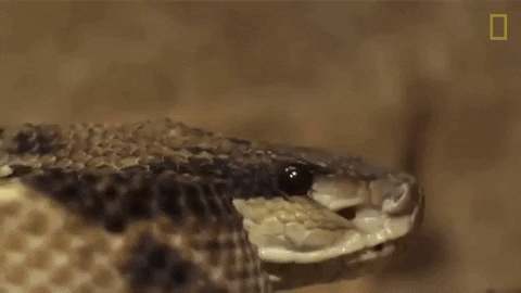 Dangerous-snakes GIFs - Get the best GIF on GIPHY
