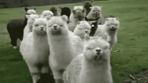 Alpaca Gif By Memecandy Find Share On Giphy