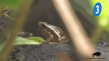 Warning Dart Frog GIF by Brookfield Zoo