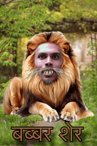 Lion Sher GIF