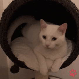 White Cat Meow GIF by pawsr