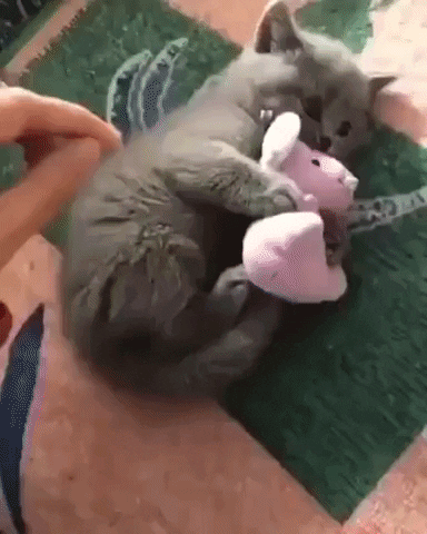 Lolcat GIF
