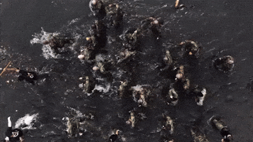 Corps Of Cadets College GIF by Norwich University
