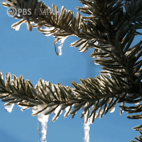 Winter Wonderland Snow GIF by Nature on PBS