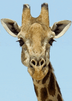 style giraffe GIF