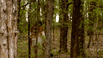 Forest Wandering GIF by ANTI- Records