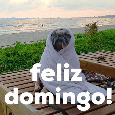 Video gif. A pug sits on a bench in front of a beach with a towel wrapped around its head like a hoodie. Its tongue hangs out and its eyes are closed. Text, “Feliz domingo!”