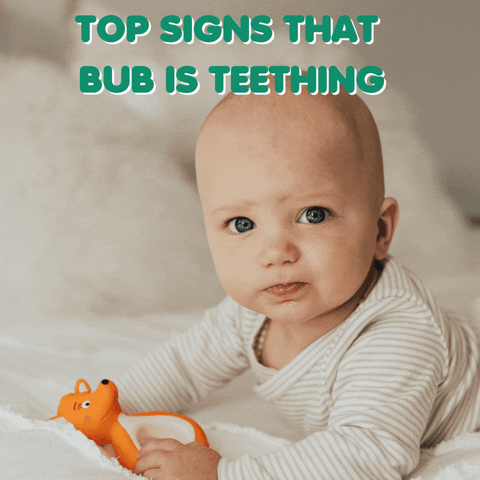 Mizzie The Kangaroo GIF