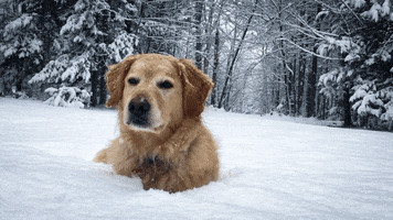 SAANH GIF