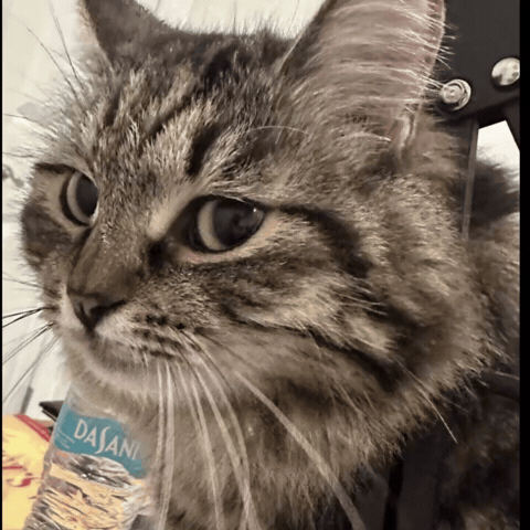 Cat Meme GIF