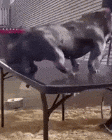 Dog Fail GIF by Respective