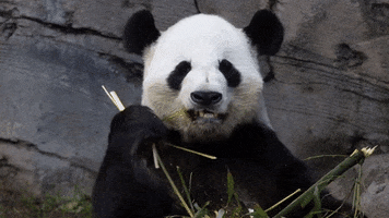 Hungry Panda Bear GIF by ZooATL