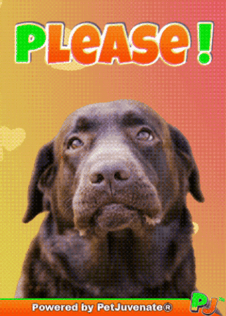 No Way Please GIF by PetJuvenate - PJ