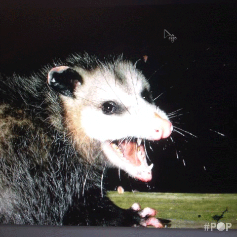 possum opossum gopop troubles