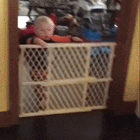 baby animals being jerks GIF